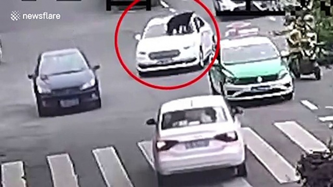 Dog spotted balancing on roof of car driving along road in China