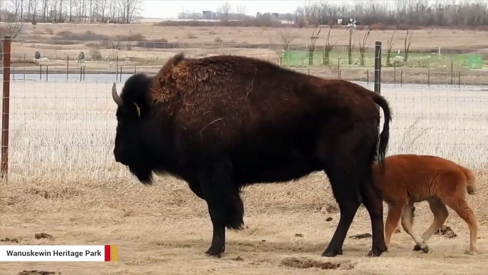 First Baby Bison Born On Ancestral Land In 150 Years