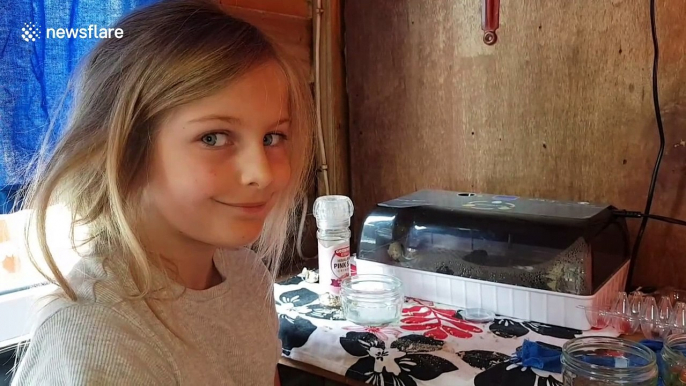 UK dad teaches daughter about hatching chicks using incubator during COVID-19 lockdown
