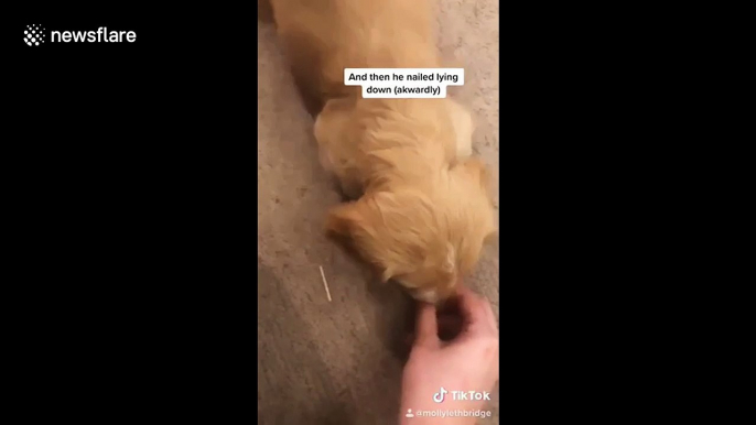 Adorable UK Cocker Spaniel puppy is a major hit on TikTok with amazing tricks