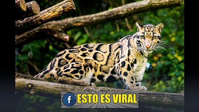 TOP 7 ANIMALES EXTINTOS POR CULPA DEL SER HUMANO