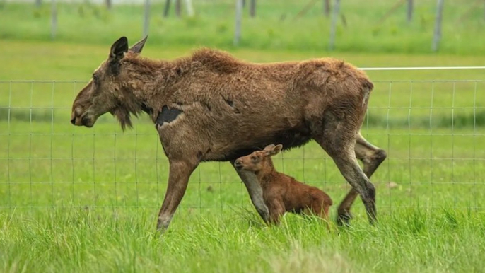 Un bébé élan naît dans les Alpes-Maritimes, une première depuis 2000 ans