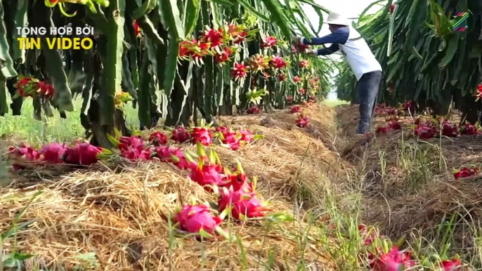 Bất ngờ với 6 loại trái cây không bao giờ được nhập từ Trung Quốc không phải ai cũng biết