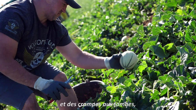 Une saison sans soucis, la cueillette de melon – Travail en extérieur et forte chaleur 4/4