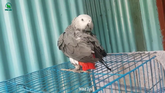 Adorable Cute & Funny Tame Birds - Cutest Tame Parrot Birds Amazing Video Compilation