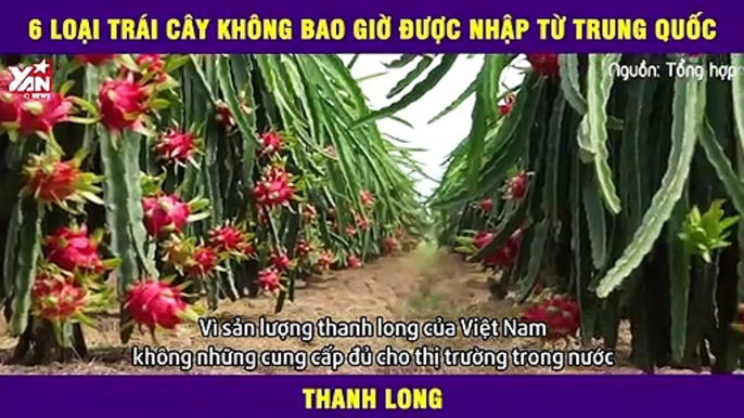 Bất ngờ với 6 loại trái cây không bao giờ được nhập từ Trung Quốc không phải ai cũng biết