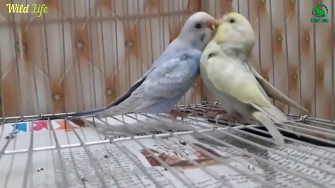 Beautiful Colorful Pet Birds Doing Funny & Humorous Thing - Birds are really funny
