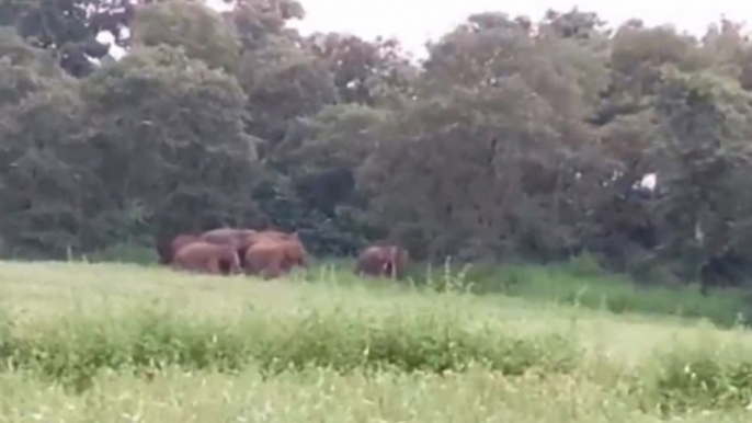 Group Of Elephants Wreak Havoc In Madhya Pradesh's Singrauli