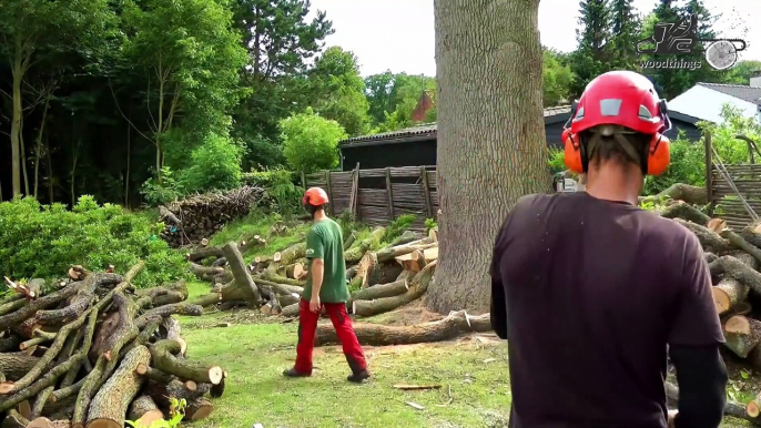 Monster Trees Felling Climbing Techniques with Chainsaw Machines! Dangerous Tree cutting down skills