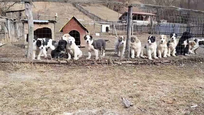 BiR DUZiNE ALABAY COBAN KOPEGi YAVRULARI - ALABAi SHEPHERD DOG PUPPiES FARM