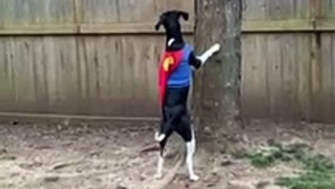 Super Dog Defends House Against Troublesome Squirrel