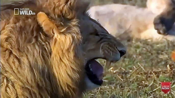 Lion laughing funny video