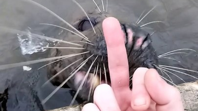 Seal Doesn't Take Too Kindly to Being Flipped Off