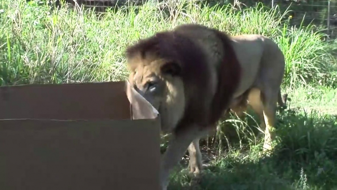 La preuve que les lions, tigres et autres félins sont simplement de gros chats