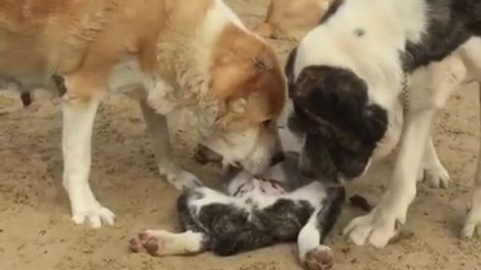 ALABAY COBAN KOPEKLERi ve YAVRUSU - ALABAi SHEPHERD DOGS and PUPPY