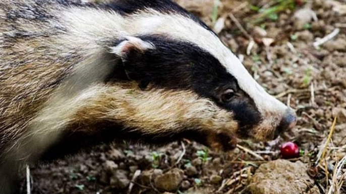 BBC Radio 4_Farming Today 19May20 - no badger cull in Derbyshire but supplementary culling licences in other counties
