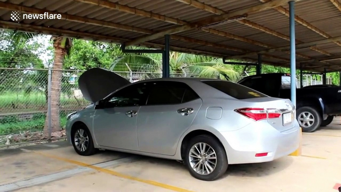 Huge monitor lizard caught in car engine sheltering from blistering 35C heat in Thailand