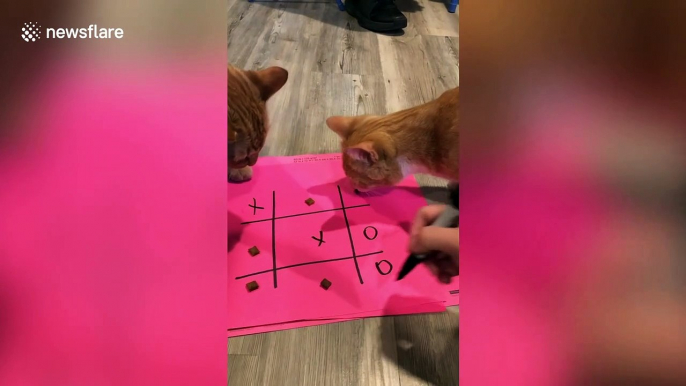 Family play tic-tac-toe with their cats using biscuits during lockdown