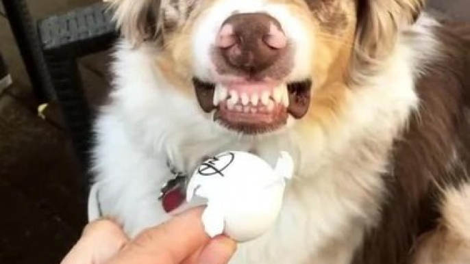 Dog Growls When Owner Questions Him About Chewed Ping Pong Ball