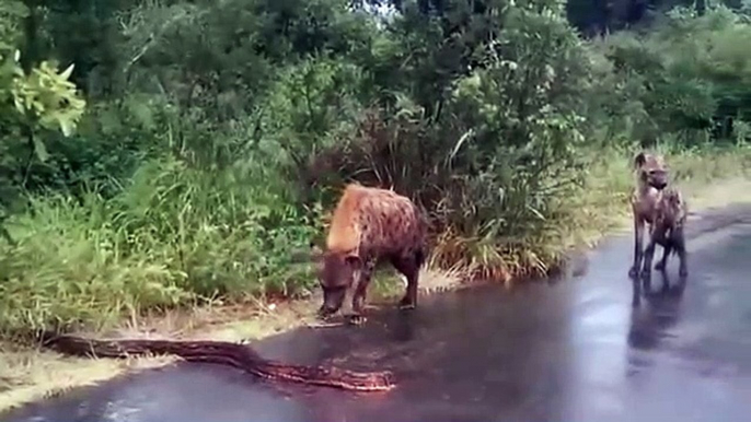 2 hyènes croisent la route d'un python