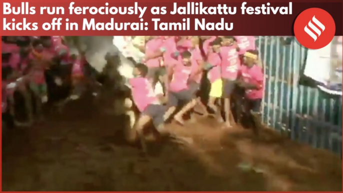 Bulls run ferociously as Jallikattu festival kicks off in Madurai: Tamil Nadu