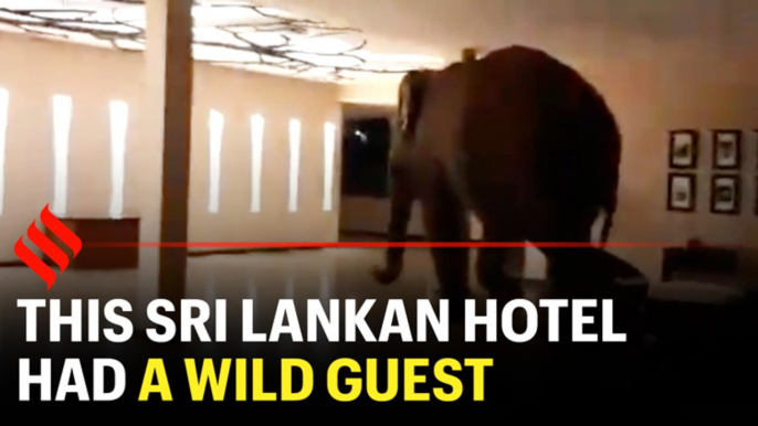 This Sri Lankan hotel had a wild guest... an elephant