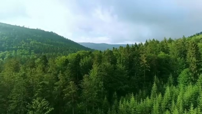 Sonidos relajantes de pájaros en el bosque con bellos paisajes naturales para meditar y dormir profundamente Día # 3 - Relaxing sounds of birds in the forest with beautiful natural landscapes for deep meditation and sleep Day # 3