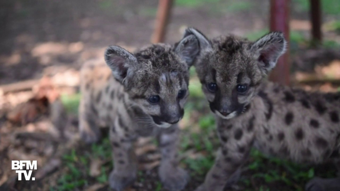 Deux bébés pumas, appelés Pandémie et Quarantaine, ont été présentés dans un zoo mexicain