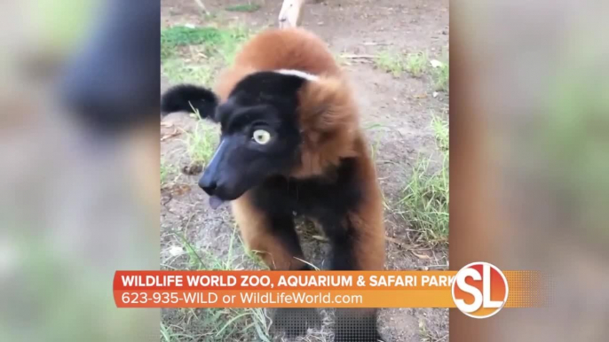 Kristy Morcom from Wildlife World Zoo, Aquarium & Safari Park introduces us to an otter ambassador