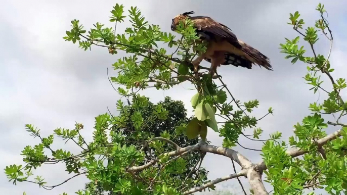 Primitive Boy Saves The Family Chickens From Eagle Attack - Most Amazing Wild An