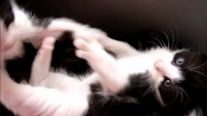 Two Black and White Kittens Biting Each Other's Tail While Playing