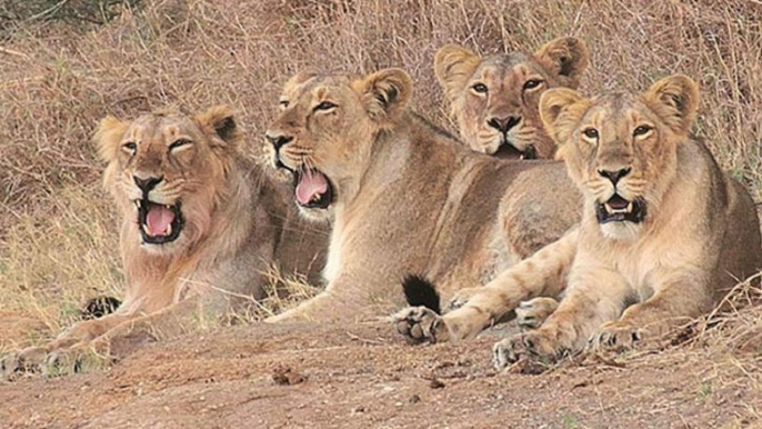 Gujarat floods: Lions seen in residential areas