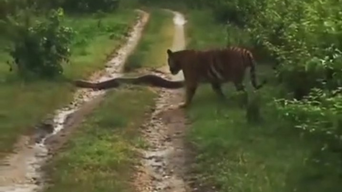 Un tigre fait une rencontre insolite : énorme anaconda...