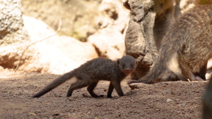 Continúa en verano el 'baby boom' de Bioparc València