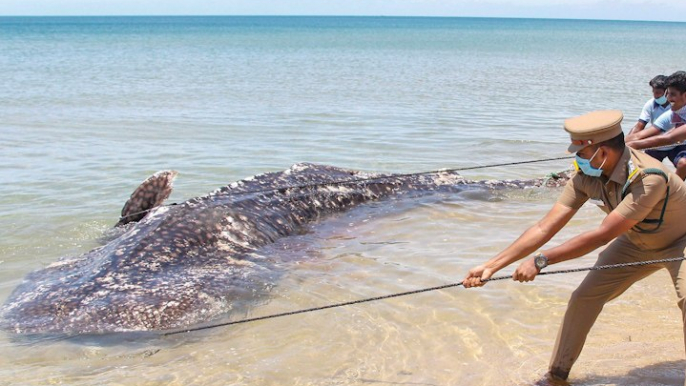 Carcass of 35-yr-old whale shark washes up on TN shores