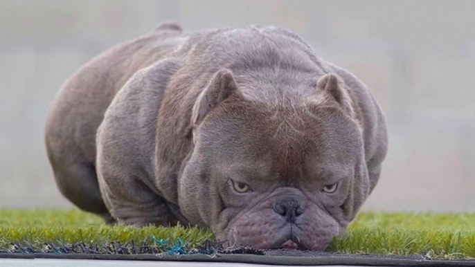 TOP 20  EXOTIC BULLY AND AMERICAN BULLY _ Pitbull Dogs -  Dogs Awesome