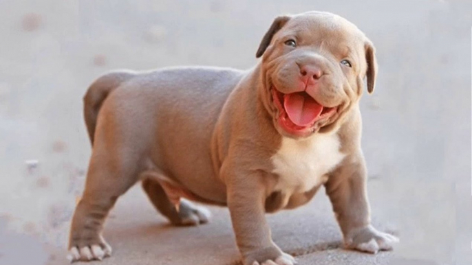 Top Cute American Bully and Pitbull - Funny American Bully puppies Compilation