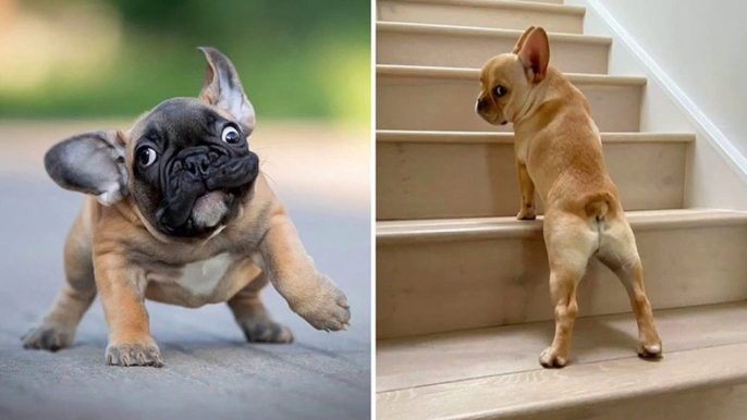 Supper French Bulldog In The World - Funny and Cute French Bulldog Compilation 2020 _ Dogs Awesome