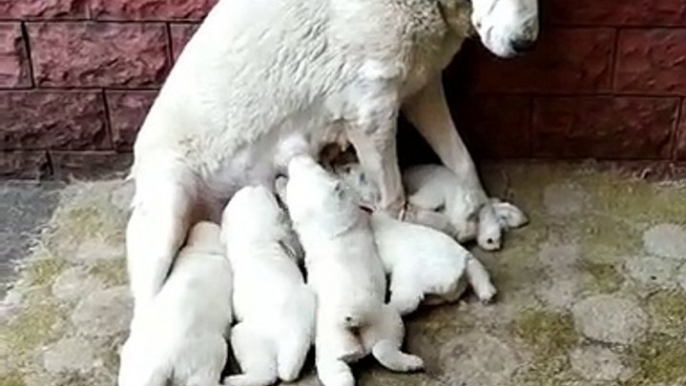 ALABAY COBAN KOPEGi YAVRULARI ANNE SUTU - ALABAi SHEPHERD DOG PUPPiES MOM MiLK