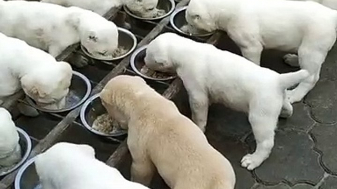 ALABAY COBAN KOPEGi YAVRULARI KAHVALTI SAATi - ALABAi SHEPHERD DOG PUPPiES TiME BREAKFAST