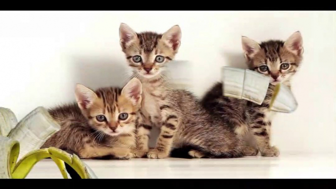 Cute cats| Cats are Cute| Cute cat videos | Cute cat funny videos|cat| Cats|kittens|three little kittens