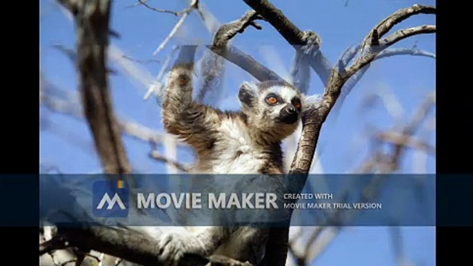 The world of lemurs - Lemurs of Madagascar, Ring-Tailed Lemurs