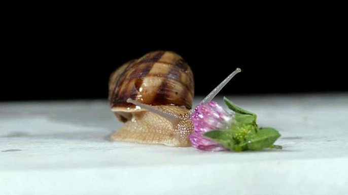 Beautiful Snail crawling | Animal crawls | Snail movement | nature and life