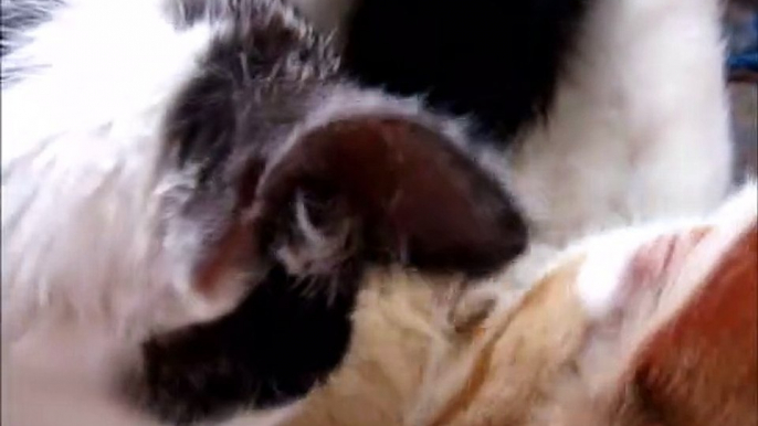 Loud Purr of Two Kittens While Milking 2 Cats Ginger and White