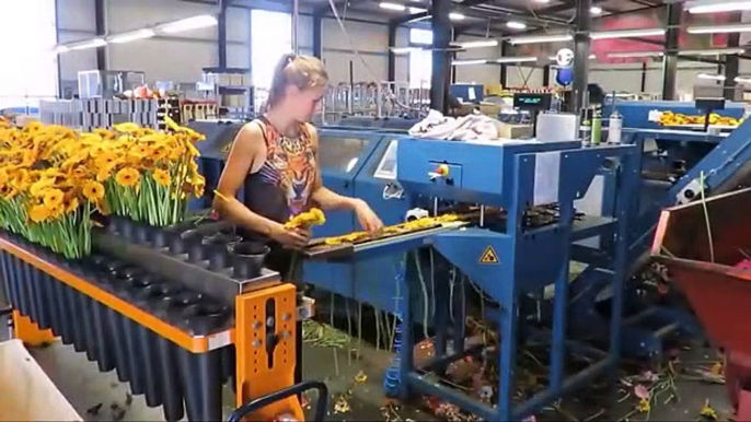 Automatic Flower Processing Machine  Amazing Modern Flower Processing Factory