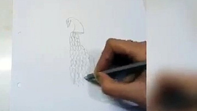 How to draw a beautiful peacock _ Sketch and Art _ peacock art and drawing _ amazing art and sketch