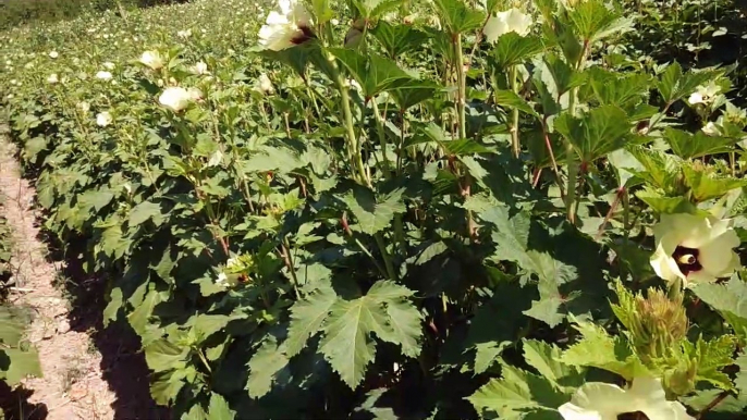 Bamya bitki sinin faydaları bamya çiçeği çayı nın faydaları bamya nin faydaları nelerdir