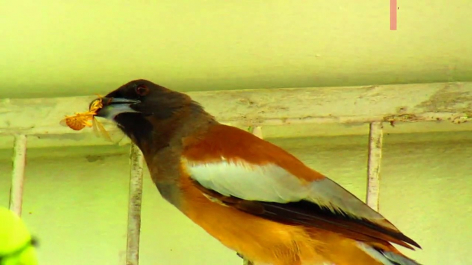 Rufous treepie bird hunting Paper wasp nest