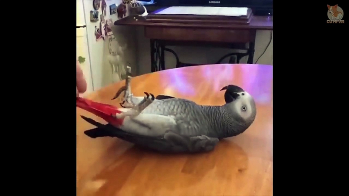 Cute Parrots Doing Funny Things #12 -  Cutest Parrots In The World