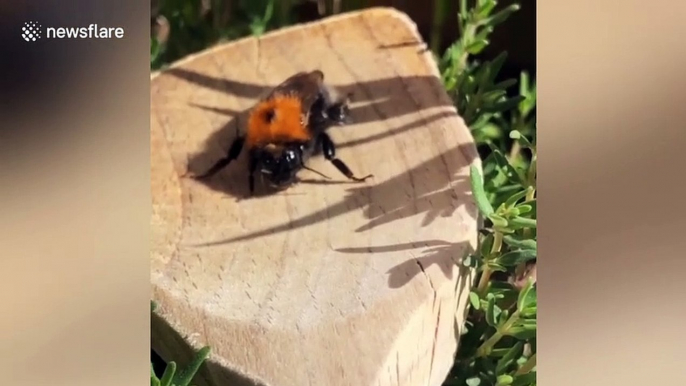 Kindhearted UK woman revives ailing bumblebee with syrup